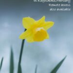 2026年2月 リモート&鹿児島瞑想会