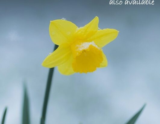 2026年2月 リモート&鹿児島瞑想会